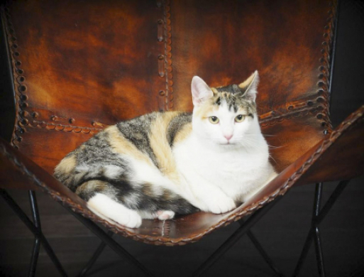 Fra hittekat til udstillings-darling