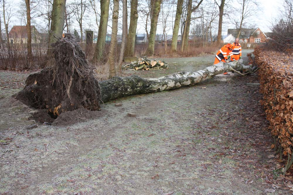 Højt træ væltet  på Bytoften