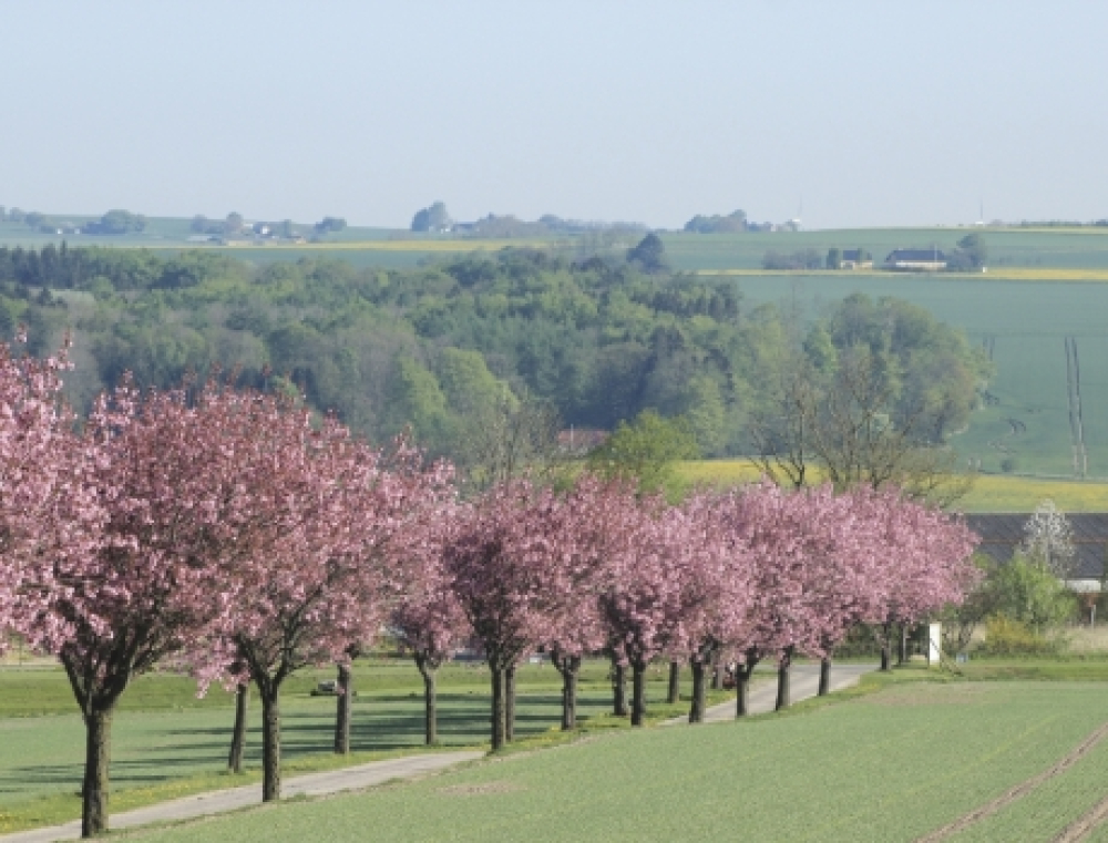 Galten-Skovbys flotteste seværdighed blomstrer nu